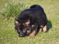 Малки немски овчарки от развъдник , снимка 8