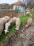 Продавам овце с малки агнета, снимка 4