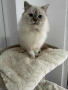 Персийско женско коте , снимка 13