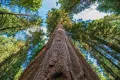 Нови качествени 15 семена от гигантска секвоя мамутово дърво sequoiadendron giganteum за декорация, снимка 8