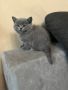 Малки британски чистокръвни сини котенца , снимка 1 - Британска късокосместа - 44926992