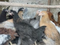Селски ярки, снимка 8