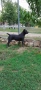 Cane Corso Italiano, снимка 10