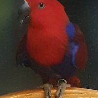 Продавам Еклектус- говорящ папагал, снимка 2 - Папагали - 40414318