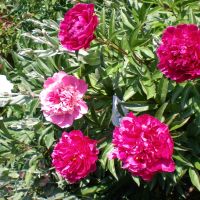 Божур, снимка 1 - Градински цветя и растения - 45540475