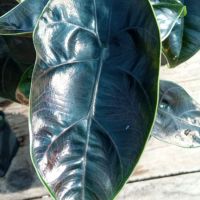 Alocasia Azlanii, снимка 2 - Стайни растения - 45852253