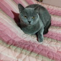 Британски котета, снимка 3 - Британска късокосместа - 45098307