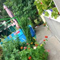 Продавам разсад Циния , снимка 4 - Градински цветя и растения - 45514375