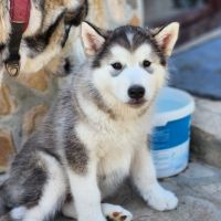 Куче Аляски Маламут, снимка 7 - Други - 44878685
