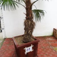 Студоустойчиви палми Трахикарпус в дървени саксии, снимка 2 - Градински цветя и растения - 44961425