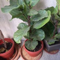 Фикус лирата, бенджамин шарен 125 см, снимка 5 - Градински цветя и растения - 35502259