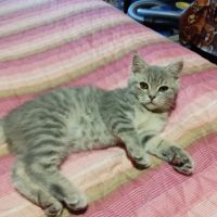 Британски котета, снимка 1 - Британска късокосместа - 45098307