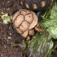 Червенокрака костенурка, леопардова костенурка, , снимка 4 - Костенурки - 45843690