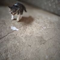 Adopt a cat Осинови коте, снимка 5 - Други - 45568361