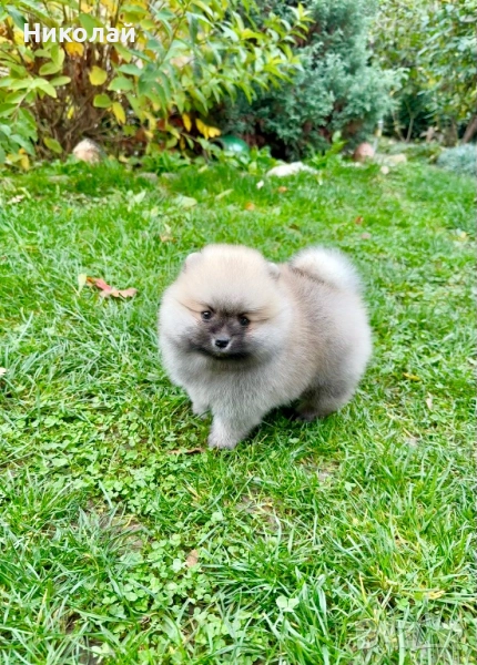 Померан мини момче. Померанче, снимка 1