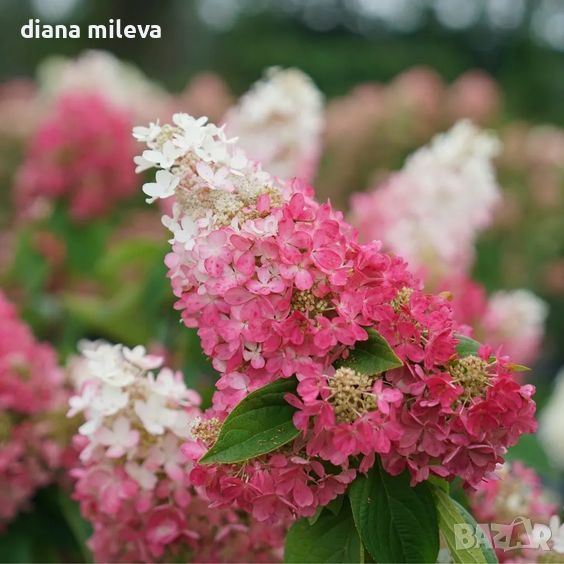 Хортензия паникулата Пинки Уинки, Hydrangea paniculata Pinky Winky, снимка 1