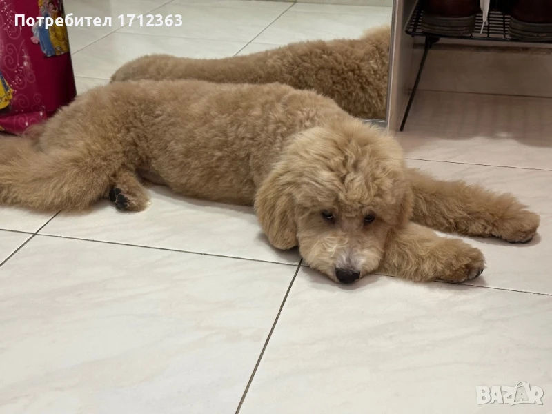 Куче порода Малтипу с европейски паспорт и чип, снимка 1