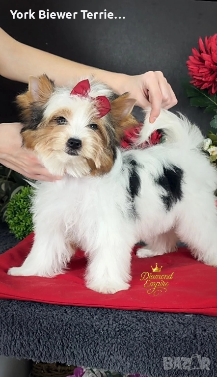 Йоркширски Териер! Чудесни момиченцата с родословие за деца и възрастни! Доставка , снимка 1
