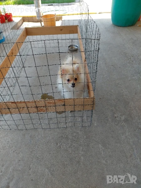 померан померанче , снимка 1