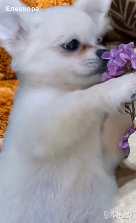 Топ Мъжко Мини Чихуахуа , снимка 1