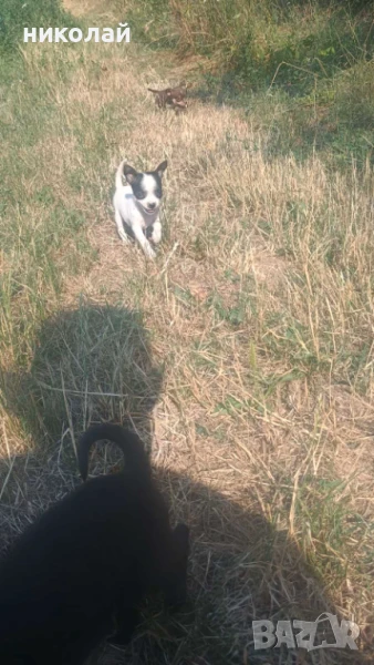 Мъжки и женски Чихуахуа , снимка 1