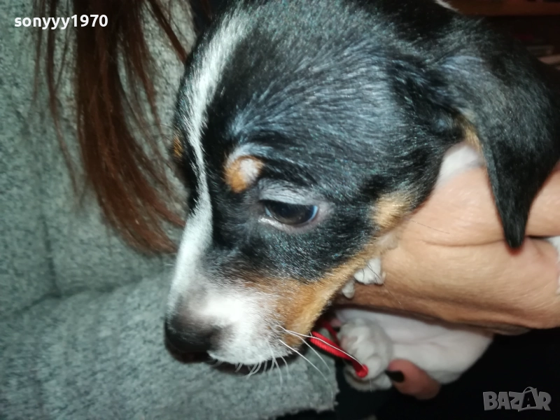 ДЖАК РЪСЕЛ ТЕРИЕР С ВАКСИНА И ПАСПОРТ 0610250734, снимка 1