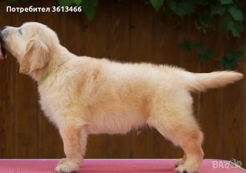 Женски голдън ретривър с всички ваксини чип+международен паспорт, снимка 1