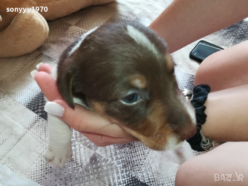 ПРОДАВАМЕ СЛАДКО КУЧЕНЦЕ-ДЖАК 250ЛВ 1909251756, снимка 1