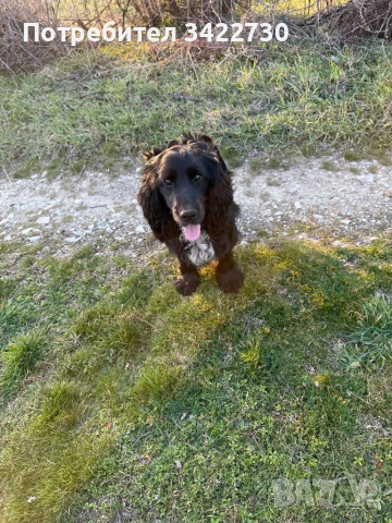 Куче за трюфели, снимка 9 - Кокер шпаньол - 52734730