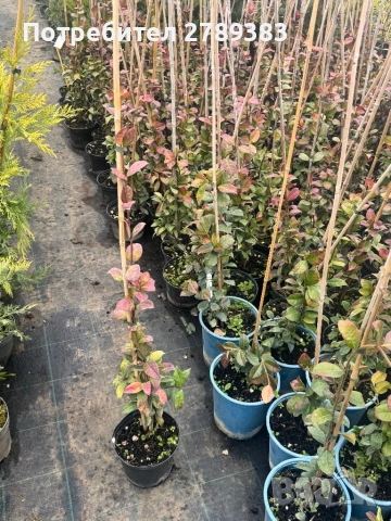 Вечнозелен жасмин , снимка 5 - Градински цветя и растения - 53443982