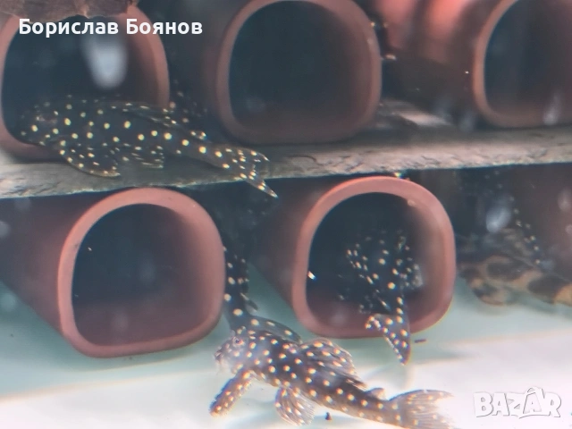 pleco, снимка 10 - Рибки - 54176529