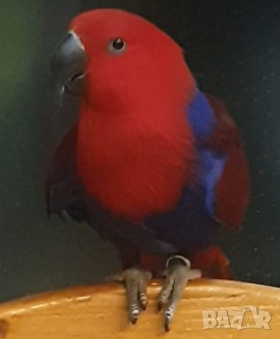 Продавам Еклектус- говорящ папагал, снимка 2 - Папагали - 40414318