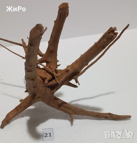 Корен от Азалия /декорация/ 21, снимка 2 - Други - 53396775