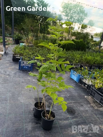 Малини сорт Сугана , снимка 3 - Разсади - 49616777