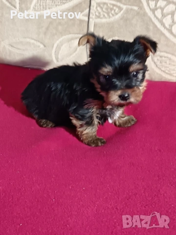 Йоркширски териер мини 