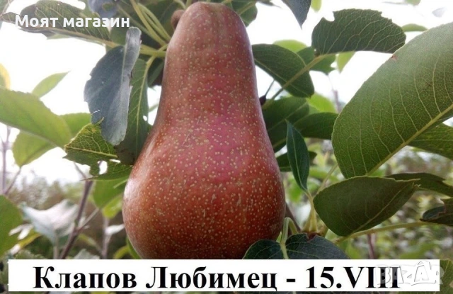 Круша - Селекция от подбрани сортове , снимка 4 - Градински цветя и растения - 53649950