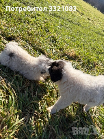 Кученца Каракачанки, снимка 2 - Каракачанска овчарка - 53475568