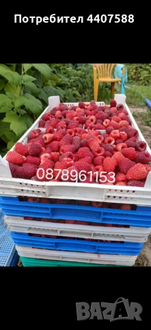 Целогодишен разсад ягоди и малини , снимка 11 - Разсади - 53653670