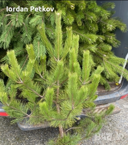 Смърч, Ела , Бор, снимка 7 - Градински цветя и растения - 52666584