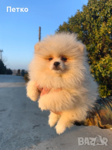 Померан момчета , снимка 5 - Померан - 53723417