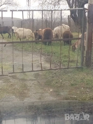 Продавам кози и ярета , снимка 3 - Кози - 53504595