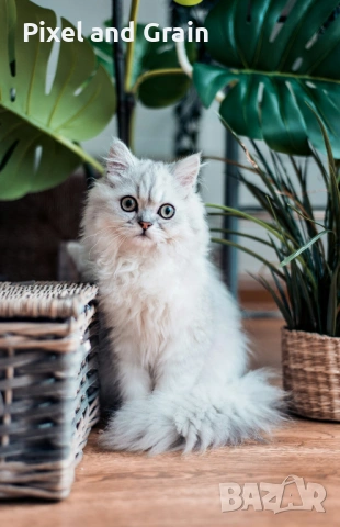 Nikon D300s + 50mm и аксесоари Никон, снимка 8 - Фотоапарати - 53954486