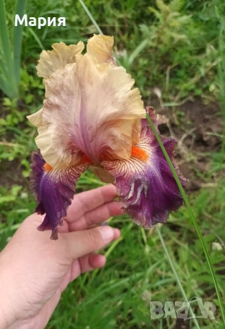 Сортови вискоки ириси /брадати ириси/обикновенни ириси, снимка 7 - Градински цветя и растения - 50578301