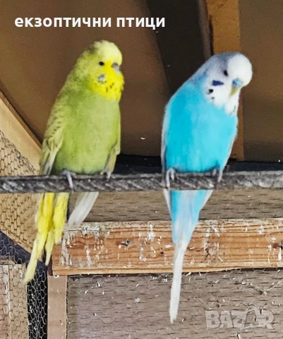 Двойка Изложбени вълнисти 