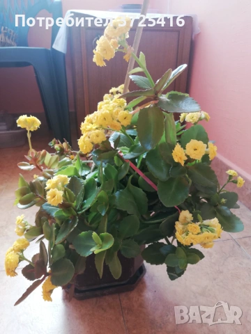 Цвете каланхое, снимка 6 - Стайни растения - 53538502