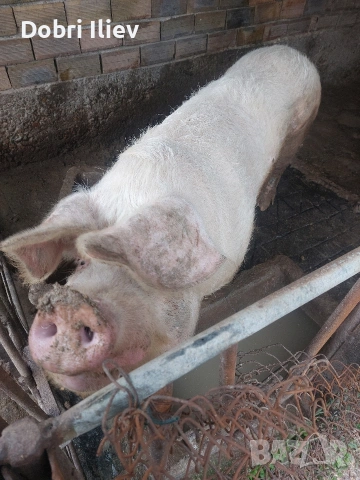 prodavam maika , снимка 3 - Прасета - 53916253