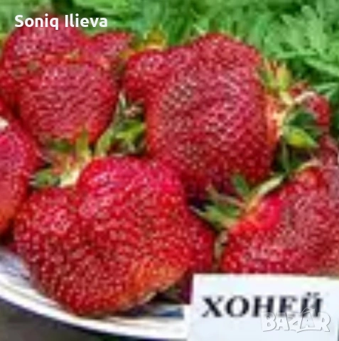 продавам разсад ягоди и малини , снимка 9 - Разсади - 53905722