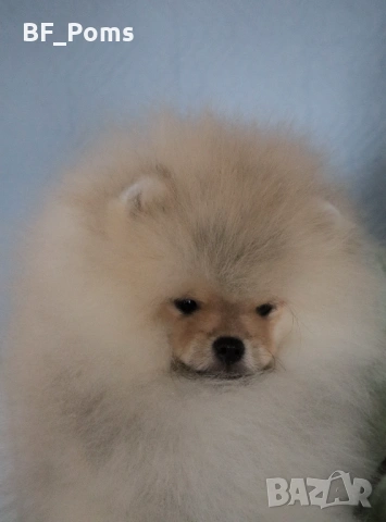 Страхотно момченце померан с родословие FCI, снимка 13 - Померан - 52918943