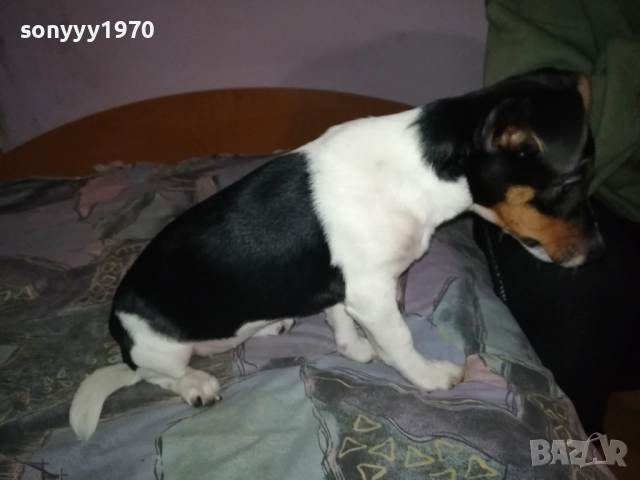 ВНУЧКА НА СНУПИ,ДЪЩЕРЯ НА ДЖАК ОТ ВИДИН 0412251506, снимка 13 - Джак ръсел териер - 52651296