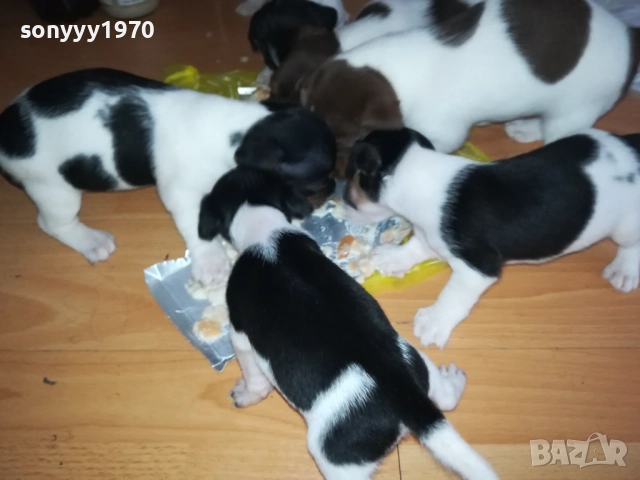 ДЖАК РЪСЕЛ 250ЛВ ЗА КУТРЕ 2509251343, снимка 7 - Джак ръсел териер - 51834098